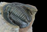 Dalejeproetus Trilobite - Uncommon Moroccan Proetid #128959-5